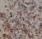 Cerebellar degeneration-related protein 2 antibody, FNab09905, FineTest, Immunohistochemistry frozen image 