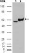 Glucose-6-Phosphate Isomerase antibody, NBP1-47523, Novus Biologicals, Western Blot image 
