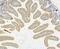 Golgi Phosphoprotein 3 antibody, A01333-1, Boster Biological Technology, Immunohistochemistry paraffin image 
