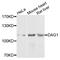 Dystroglycan 1 antibody, abx135994, Abbexa, Western Blot image 