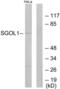 Shugoshin-like 1 antibody, LS-C119095, Lifespan Biosciences, Western Blot image 