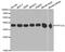 Protein Phosphatase 1 Catalytic Subunit Alpha antibody, MBS127545, MyBioSource, Western Blot image 