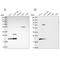 NHP2 Ribonucleoprotein antibody, NBP2-13656, Novus Biologicals, Western Blot image 