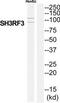 SH3 Domain Containing Ring Finger 3 antibody, TA316374, Origene, Western Blot image 