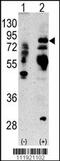 Lactotransferrin antibody, 63-095, ProSci, Western Blot image 