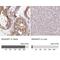 Ran GTPase Activating Protein 1 antibody, NBP2-33591, Novus Biologicals, Immunohistochemistry paraffin image 