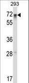 Regulatory Factor X5 antibody, LS-C162560, Lifespan Biosciences, Western Blot image 