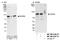 Ubiquitin Interaction Motif Containing 1 antibody, NB100-2346, Novus Biologicals, Western Blot image 