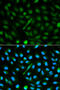 Alpha 2-HS Glycoprotein antibody, 16-619, ProSci, Immunofluorescence image 