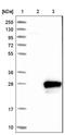 Ras-related protein Rab-7L1 antibody, NBP1-87173, Novus Biologicals, Western Blot image 