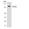 Ribosomal Protein S6 Kinase A5 antibody, LS-C200235, Lifespan Biosciences, Western Blot image 