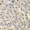 HIRA Interacting Protein 3 antibody, LS-C346185, Lifespan Biosciences, Immunohistochemistry paraffin image 