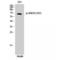 Growth Factor Receptor Bound Protein 10 antibody, LS-C381146, Lifespan Biosciences, Western Blot image 