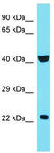 Chromosome 4 Open Reading Frame 51 antibody, TA335924, Origene, Western Blot image 