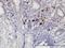 RasGEF Domain Family Member 1C antibody, H00255426-M01, Novus Biologicals, Immunohistochemistry paraffin image 