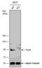 TLE Family Member 1, Transcriptional Corepressor antibody, NBP2-20651, Novus Biologicals, Western Blot image 