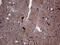 DIRAS Family GTPase 2 antibody, LS-C794926, Lifespan Biosciences, Immunohistochemistry paraffin image 