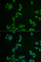 Melan-A antibody, 22-104, ProSci, Immunofluorescence image 