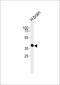 Opsin 5 antibody, PA5-72400, Invitrogen Antibodies, Western Blot image 