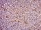 Coatomer Protein Complex Subunit Zeta 1 antibody, orb182669, Biorbyt, Immunohistochemistry paraffin image 