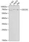 Cell Division Cycle 25C antibody, GTX32511, GeneTex, Western Blot image 