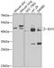 E74 Like ETS Transcription Factor 3 antibody, A13489, ABclonal Technology, Western Blot image 