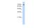 Zinc Finger Protein 441 antibody, PA5-41218, Invitrogen Antibodies, Western Blot image 