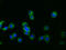 Glypican 3 antibody, CSB-RA009705A0HU, Cusabio, Immunofluorescence image 