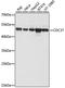 Cell Division Cycle 37 antibody, A2859, ABclonal Technology, Western Blot image 