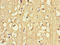 Riboflavin Kinase antibody, LS-C399491, Lifespan Biosciences, Immunohistochemistry paraffin image 
