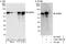 Glucocorticoid Modulatory Element Binding Protein 1 antibody, A302-766A, Bethyl Labs, Western Blot image 