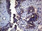 SED1 antibody, LS-C798672, Lifespan Biosciences, Immunohistochemistry paraffin image 