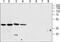 Calcium Homeostasis Modulator 1 antibody, PA5-77340, Invitrogen Antibodies, Western Blot image 