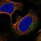 Sorting Nexin 14 antibody, NBP1-80838, Novus Biologicals, Immunofluorescence image 