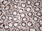 Tripartite Motif Containing 28 antibody, LS-C796557, Lifespan Biosciences, Immunohistochemistry paraffin image 
