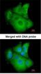 PSA antibody, NBP1-32920, Novus Biologicals, Immunofluorescence image 