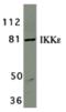 Inhibitor Of Nuclear Factor Kappa B Kinase Subunit Epsilon antibody, 2329, QED Bioscience, Western Blot image 