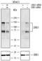 Leucine Rich Repeats And Immunoglobulin Like Domains 1 antibody, PA5-47009, Invitrogen Antibodies, Western Blot image 