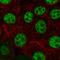 Helicase, POLQ Like antibody, HPA036852, Atlas Antibodies, Immunofluorescence image 