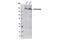Erb-B2 Receptor Tyrosine Kinase 3 antibody, 4754S, Cell Signaling Technology, Western Blot image 