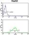 Glycerol-3-Phosphate Dehydrogenase 1 antibody, abx033973, Abbexa, Western Blot image 