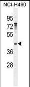 Growth Arrest Specific 1 antibody, PA5-48298, Invitrogen Antibodies, Western Blot image 