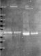 Ovalbumin antibody, orb344855, Biorbyt, Western Blot image 