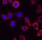 Capping Actin Protein, Gelsolin Like antibody, AF7177, R&D Systems, Immunofluorescence image 