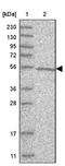 Tubulin Delta 1 antibody, NBP1-87390, Novus Biologicals, Western Blot image 