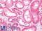 Microtubule Associated Protein 1S antibody, LS-C212315, Lifespan Biosciences, Immunohistochemistry paraffin image 