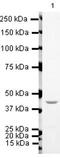 Lysine Acetyltransferase 5 antibody, PA5-19523, Invitrogen Antibodies, Western Blot image 