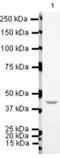 Lysine Acetyltransferase 5 antibody, PA5-19523, Invitrogen Antibodies, Western Blot image 