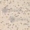 Casein Kinase 1 Epsilon antibody, A1796, ABclonal Technology, Immunohistochemistry paraffin image 