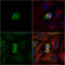 Polo Like Kinase 1 antibody, GTX104302, GeneTex, Immunocytochemistry image 